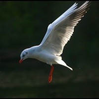 Black Headed Gull