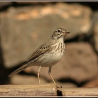 Berthelot's Pipit