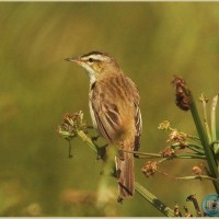 Sedge Warbler