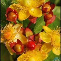 St Johns Wort