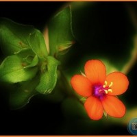 Scarlet Pimpernel