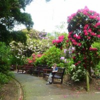 Morrab Gardens in Bloom