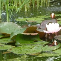 Morrab Gardens Waterlillies