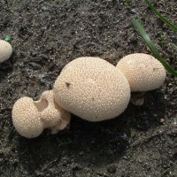 Puffball fungi - an autumnal wonder!