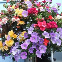 Hanging Basket, the Royal Standard Inn, Hayle