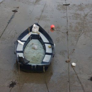 penzance  inner harbour.