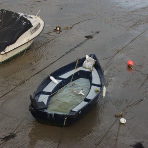 penzance  inner harbour.