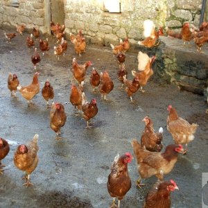 Sunday outing, 17th Jan, 2010: Chickens in Treen Village farmyard