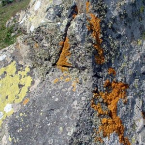 Lichen on a rock at the headland at Perranuthnoe