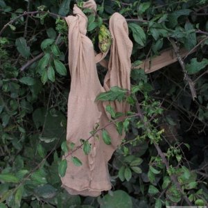 Tights on a hedgerow: Punny Suggestions!