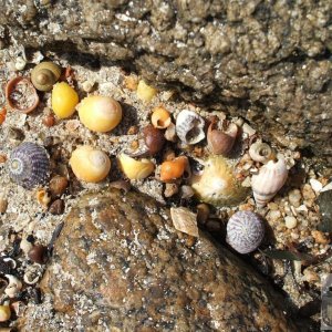 Day Trip to Scilly - 20th April, 2007