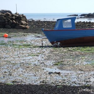 Day Trip to Scilly - 20th April, 2007