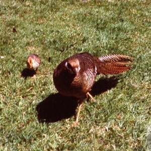 Pheasant and chicks, Valhalla, Tresco Gardens, Scilly