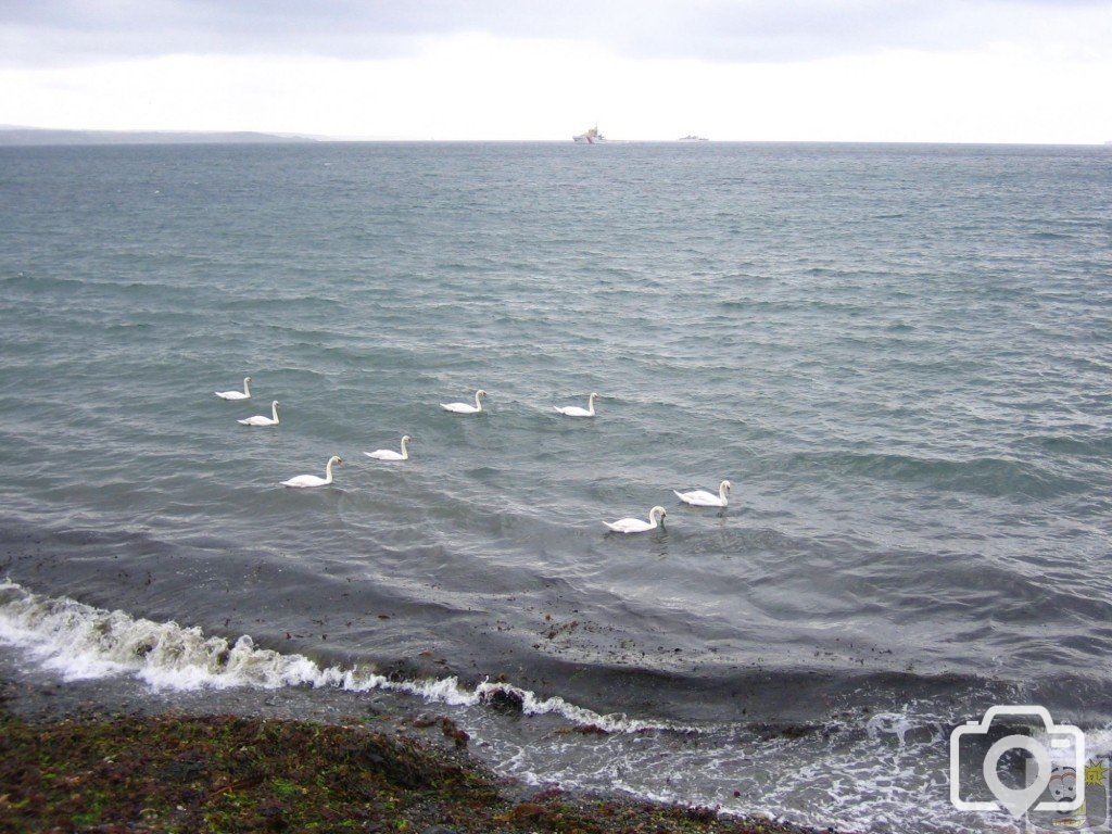 8 Swans a Swimming
