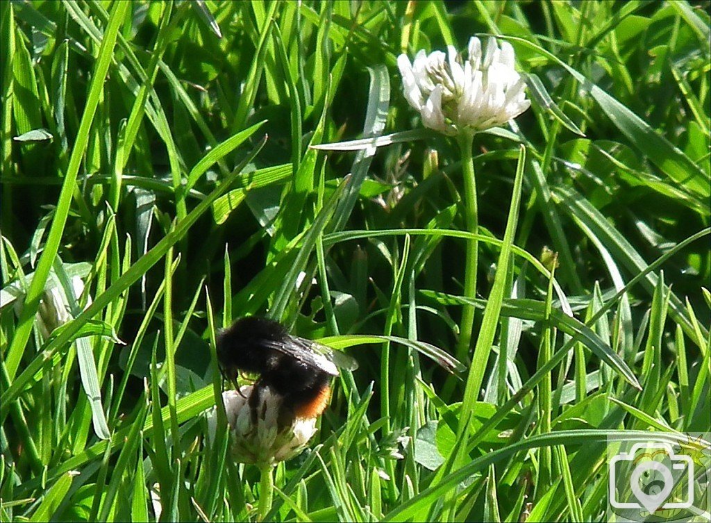 A Bee in Clover