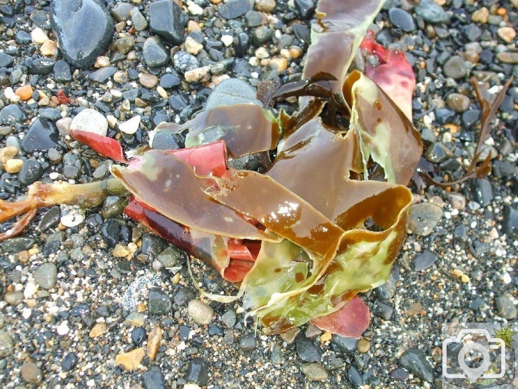 A colourful, algal clump! Seaweed - 19Feb10