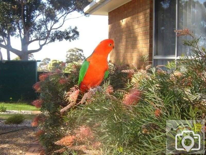 A king parrot