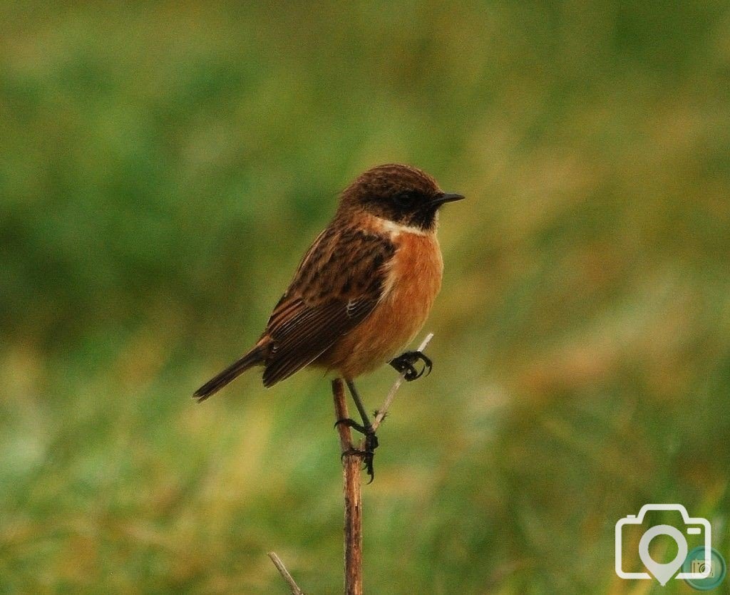 Another Stonechat
