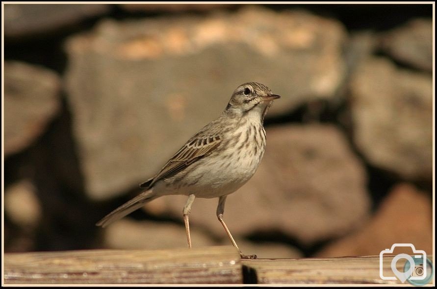 Berthelot's Pipit