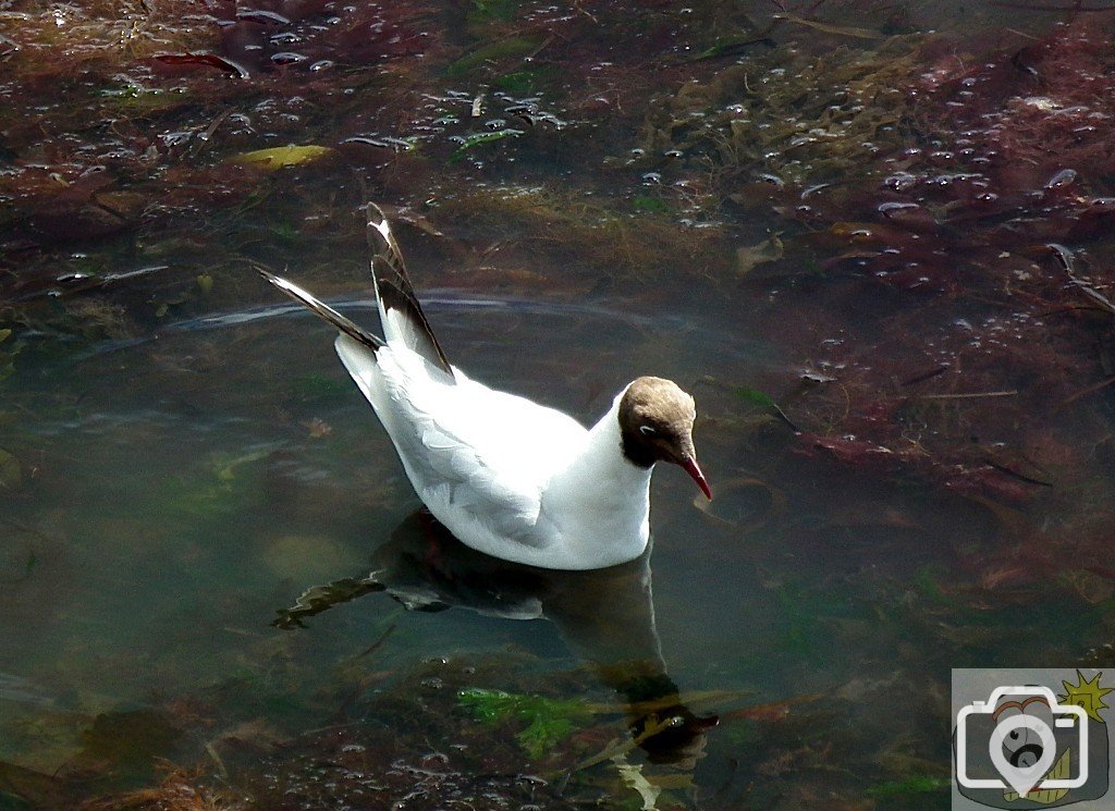 Black Headed Gull