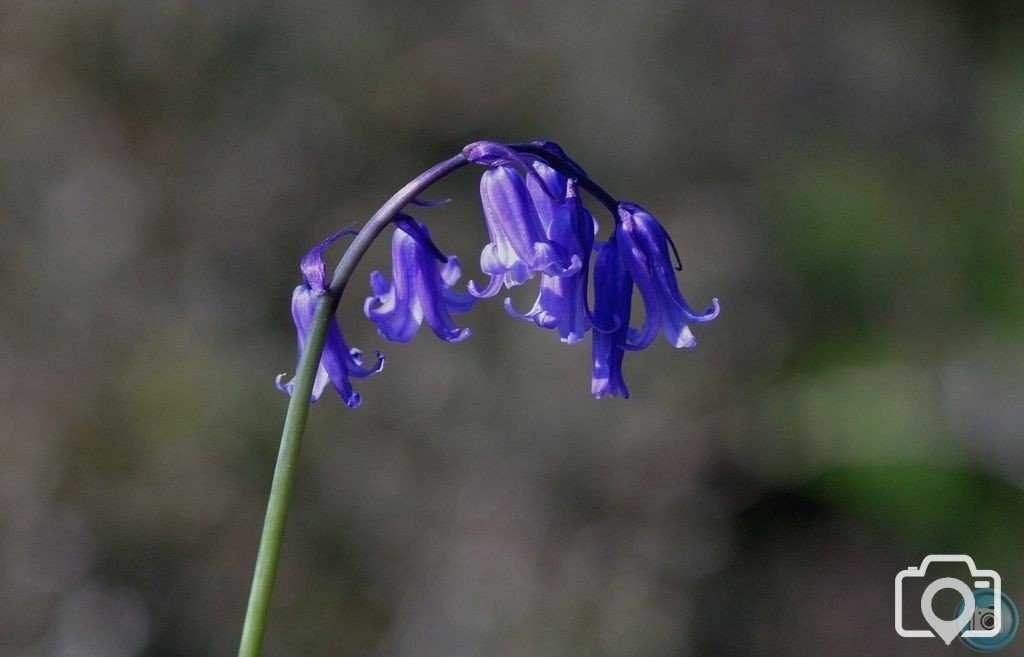 Bluebell