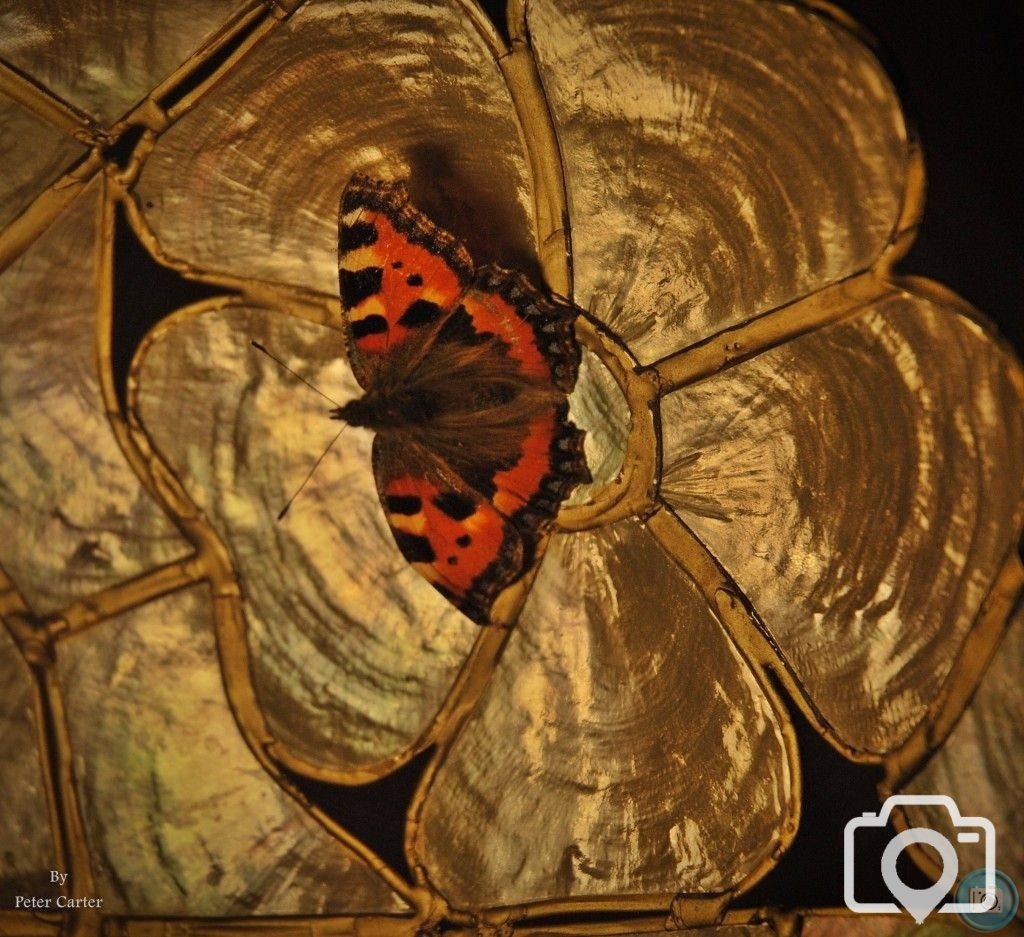 Butterfly on the lamp shade
