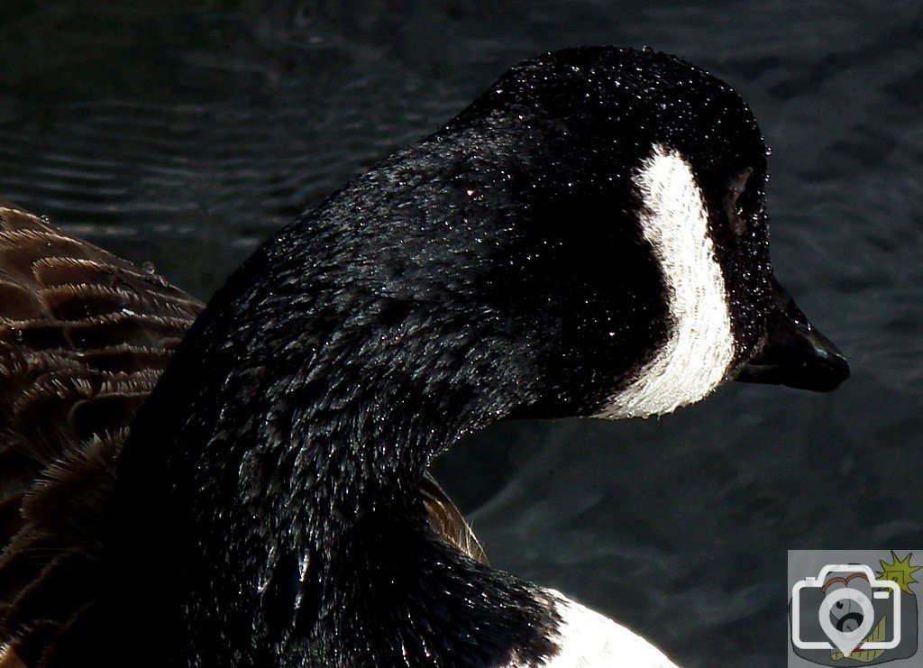 Canada Goose