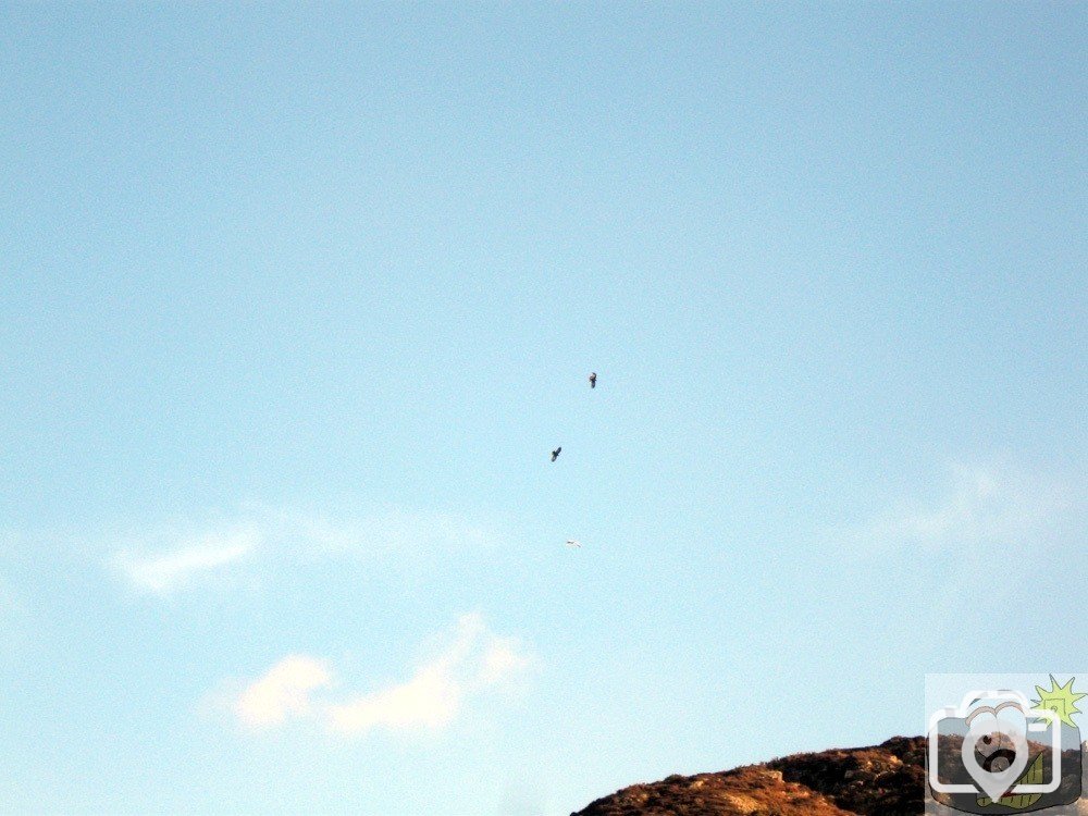 Choughs over Cot