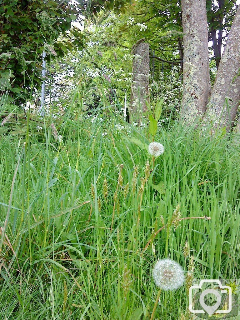 Dandelions