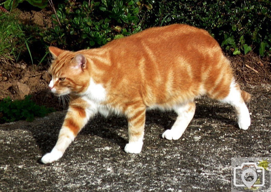 Feline - 01