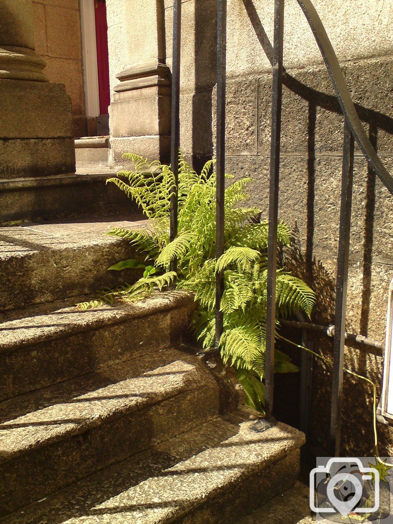 Fern peeping through railings down Chapel Street