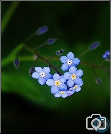 Field Forget-Me-Not