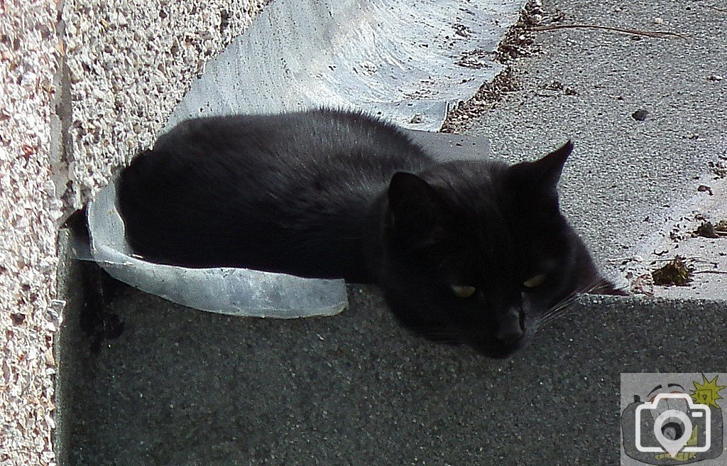Flash Cat