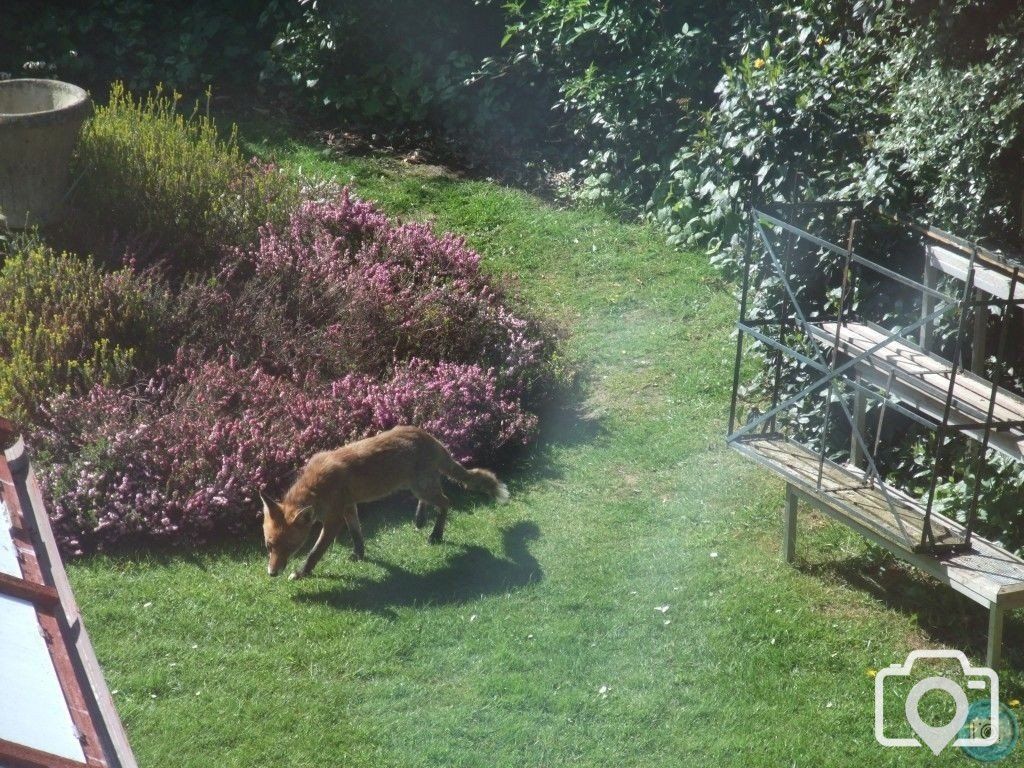 Fox in garden.