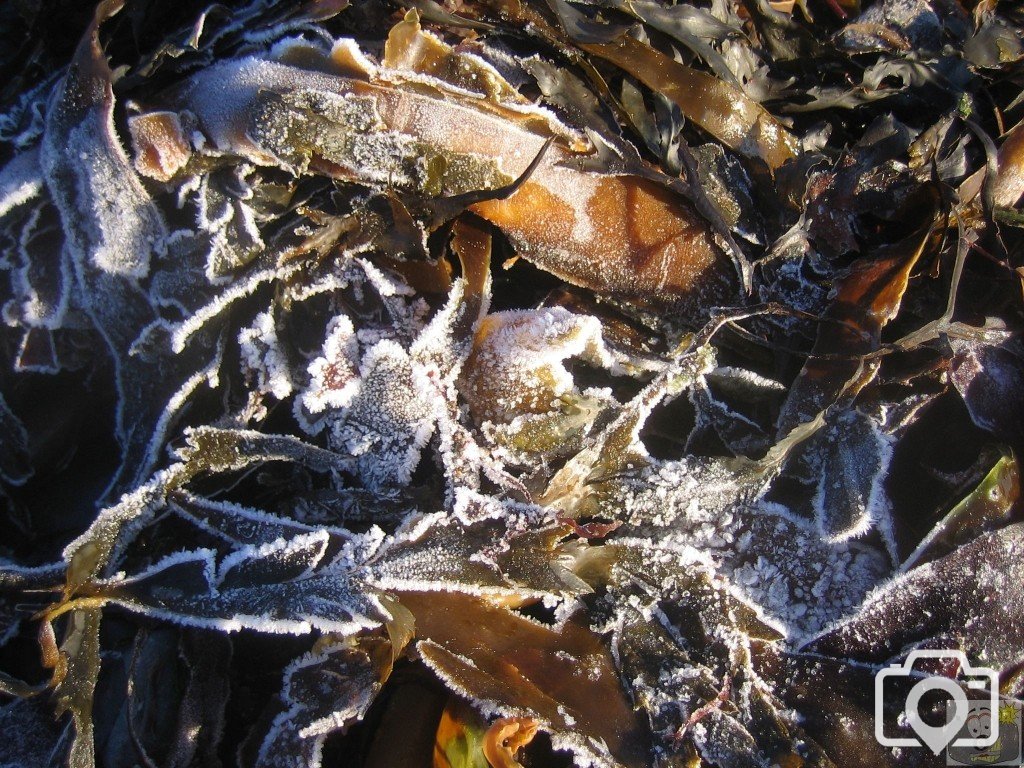 Frozen Seaweed