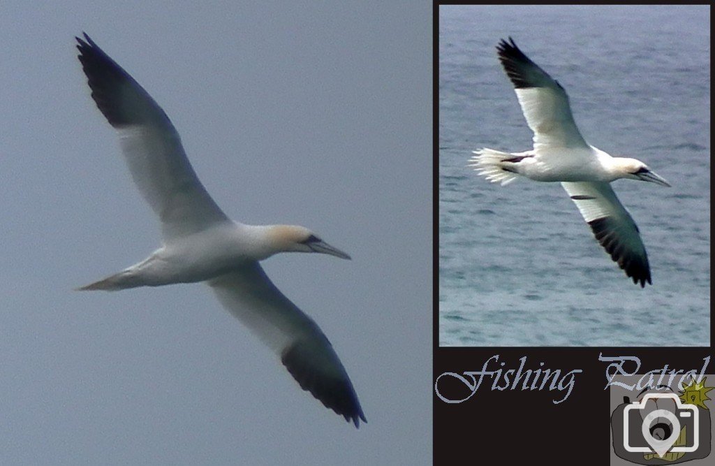 Gannets Fishing