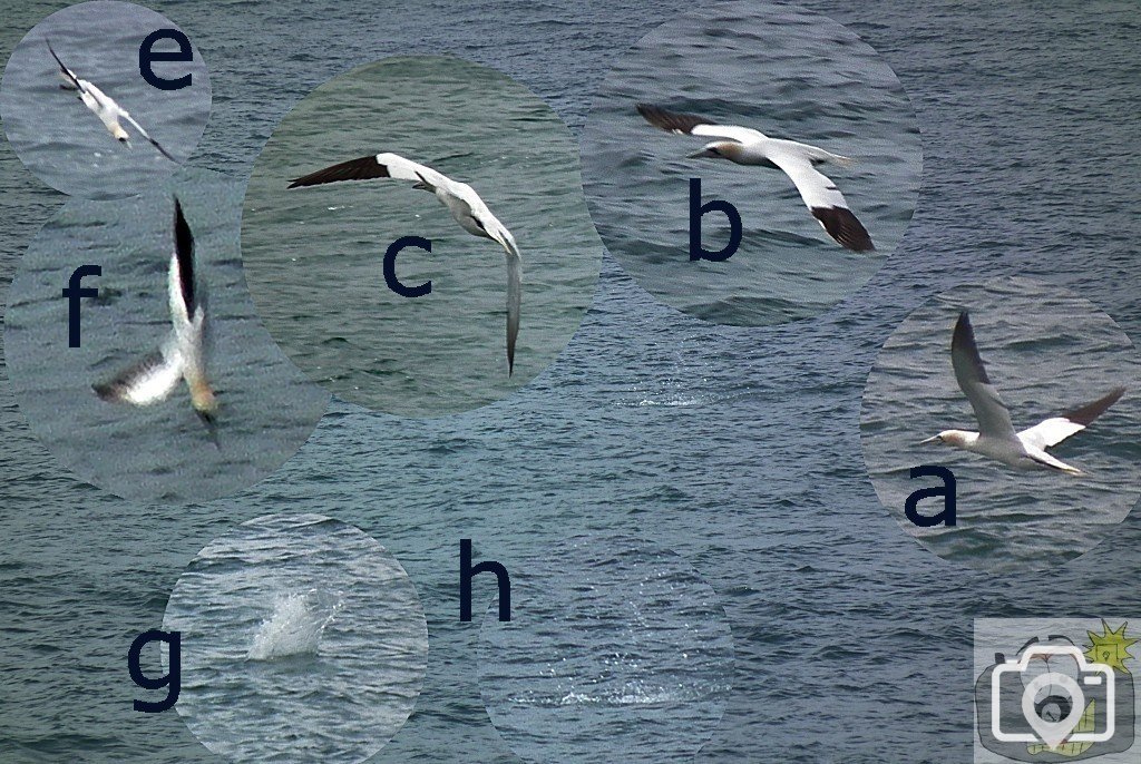 Gannets Fishing