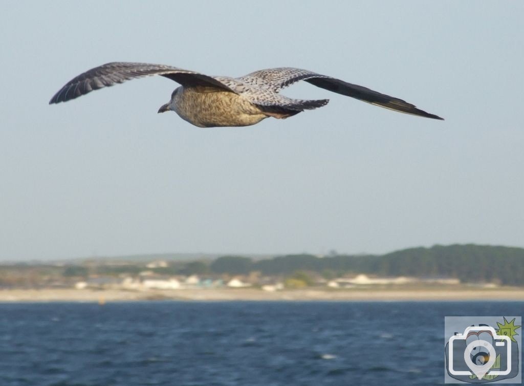 Herring Gull in training