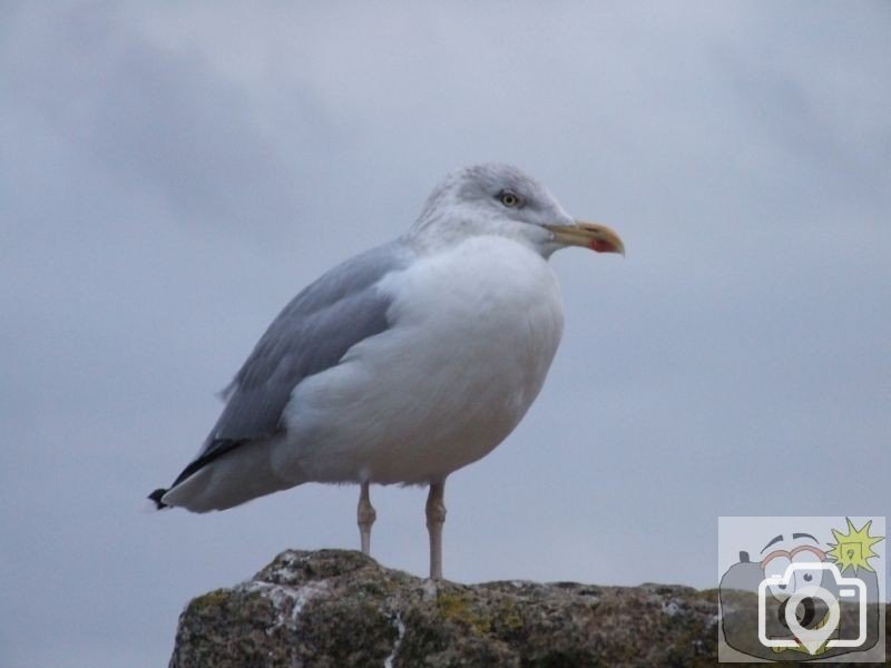 Herring gull