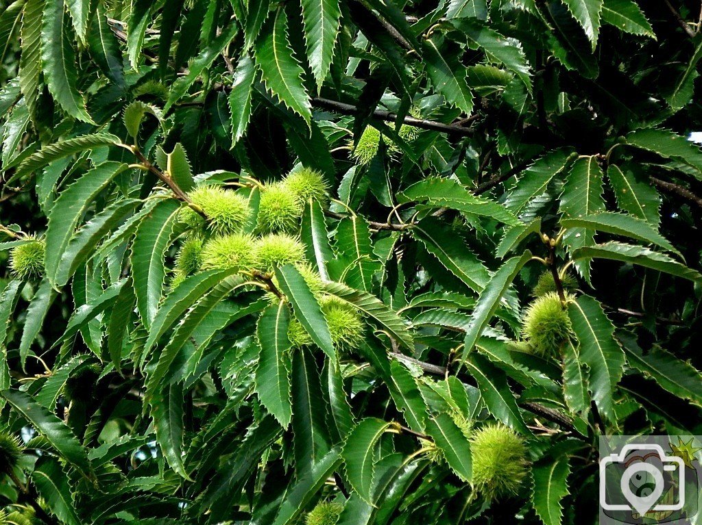 Horse Chestnut fruit