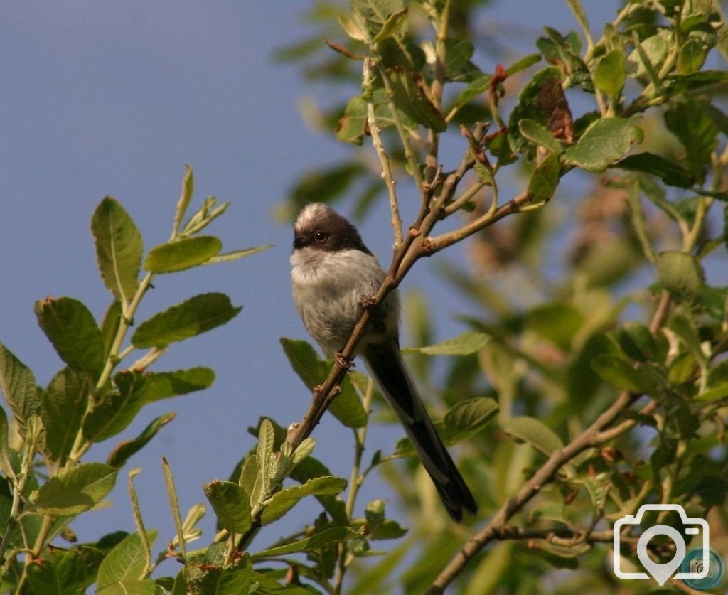 Juvenile Long Tailed Tit