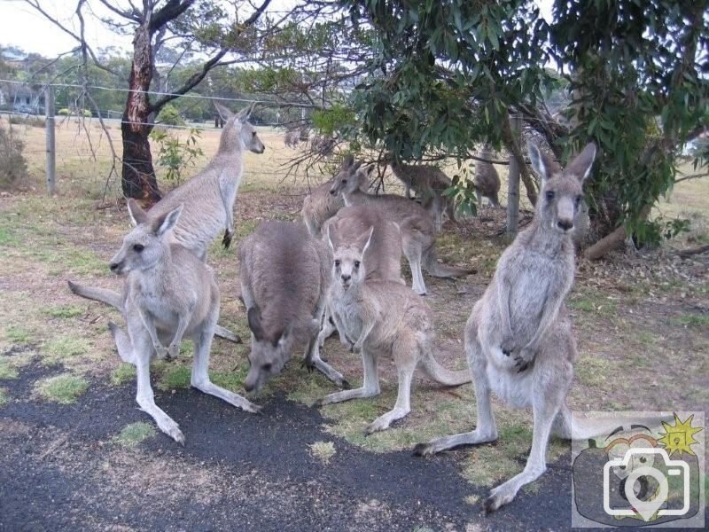 Kangaroos hanging out near Merimbula