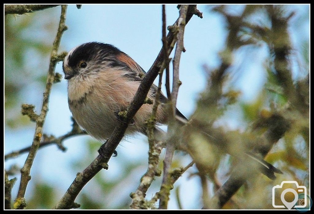 Long Tailed Tit