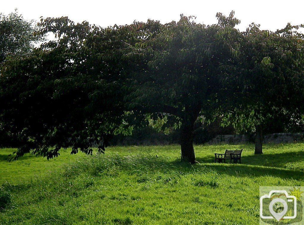 Mann's Field