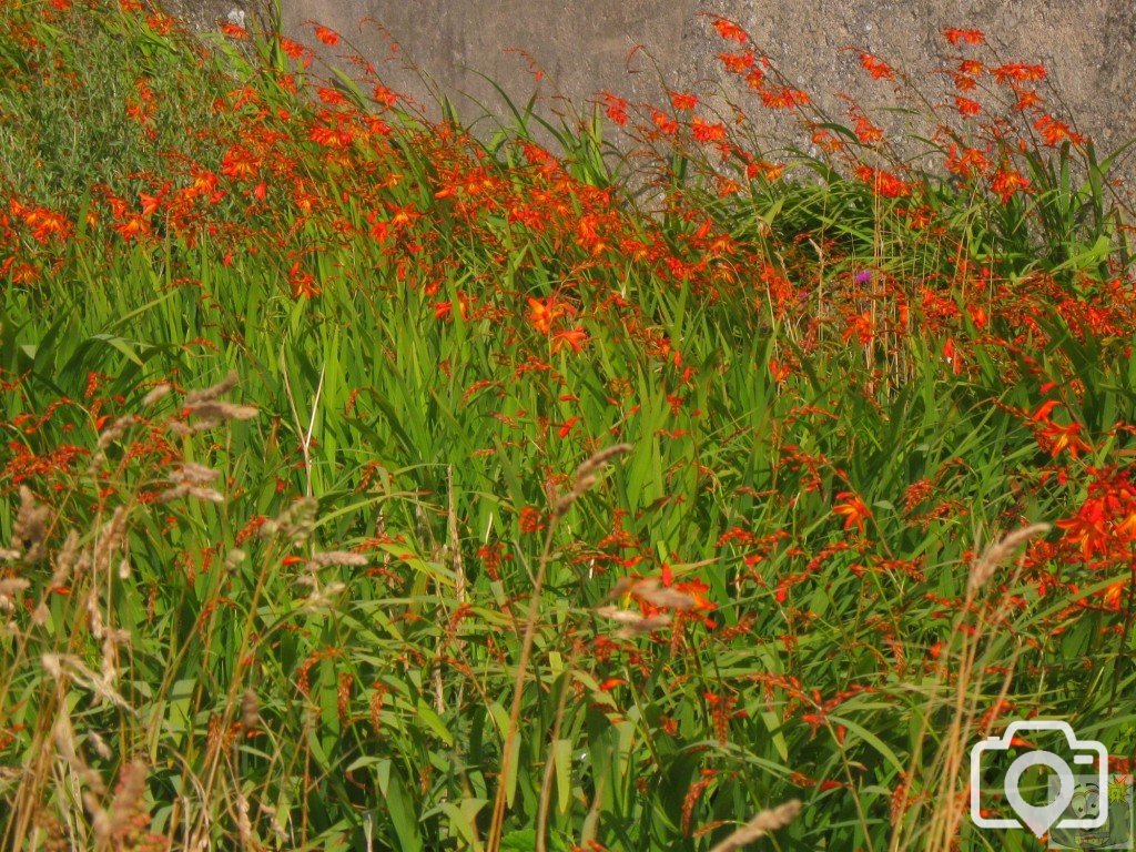 Montbretia and wall
