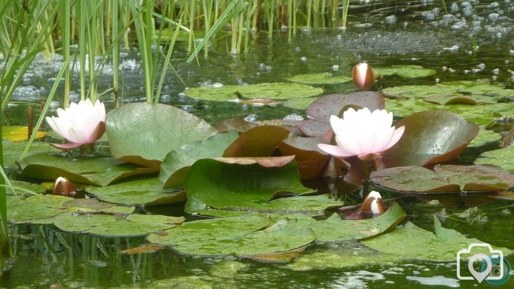 Morrab Gardens Waterlillies