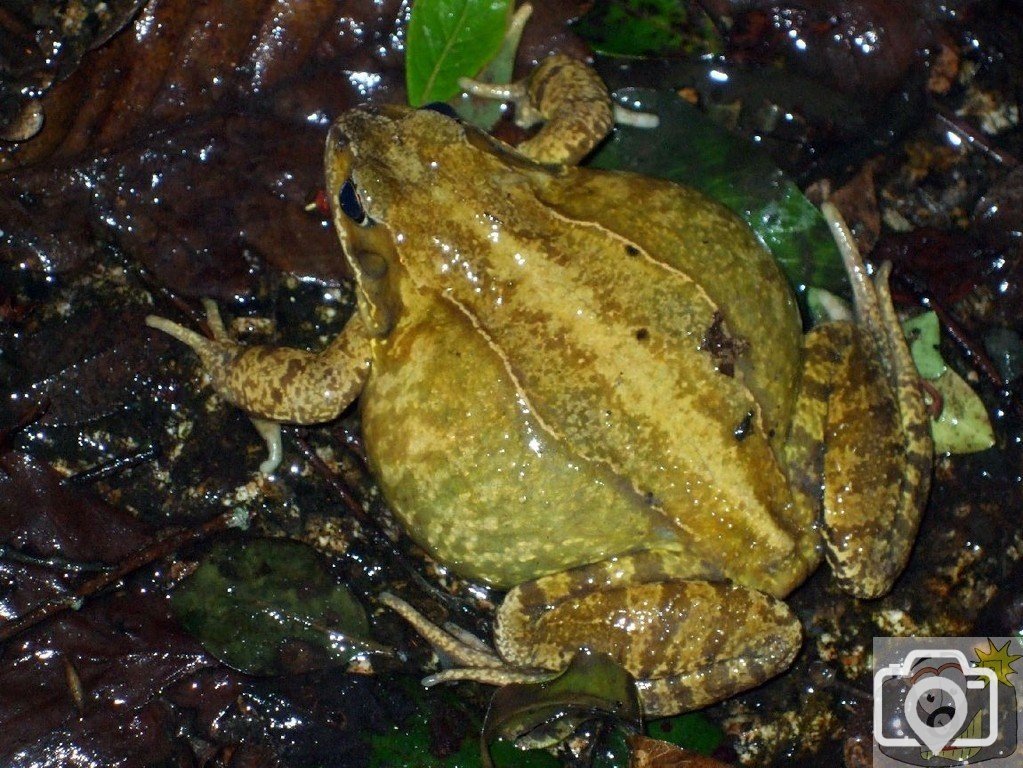 Natterjack toad (1) - Seen 10/02/2010