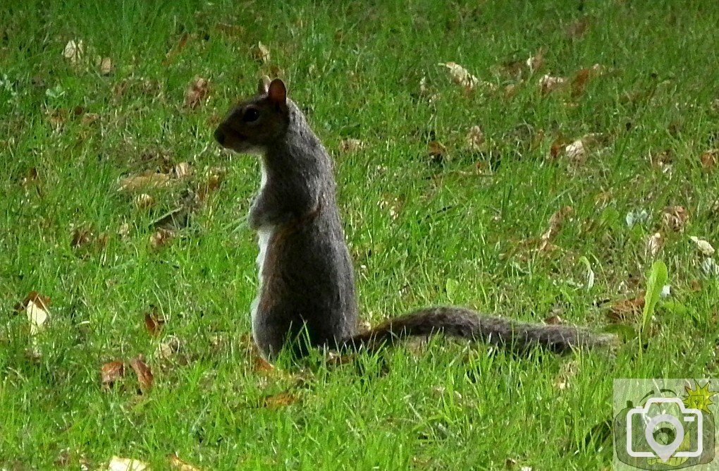 Nutkin - 1