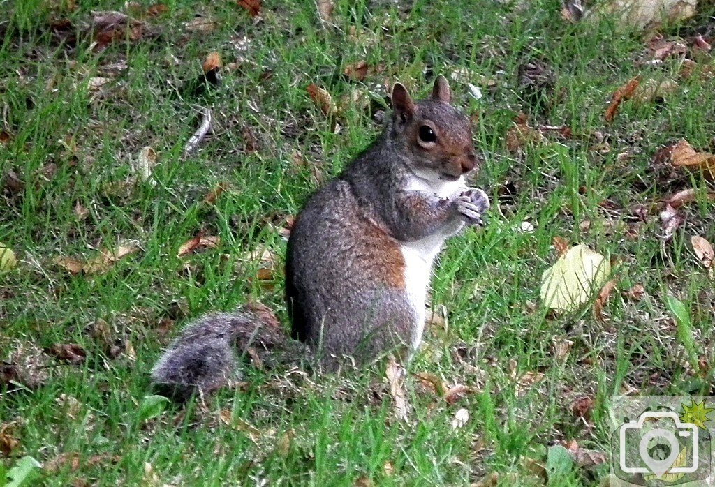 Nutkin - 2