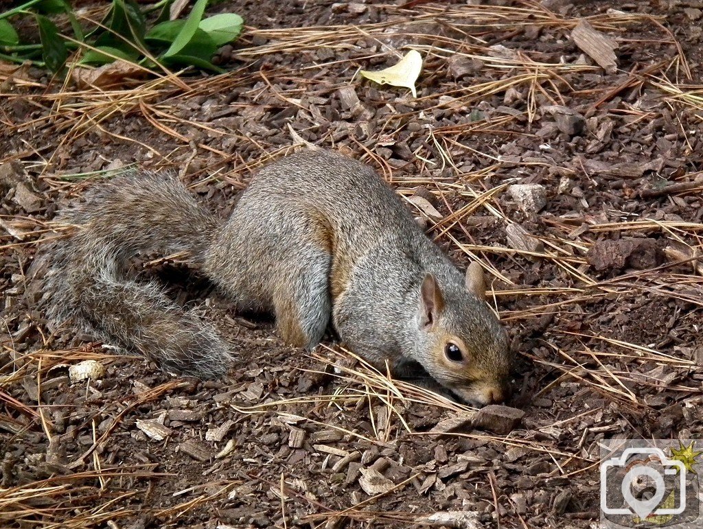 Nutkin - 3